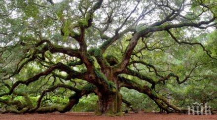 древен дъб италия оказа 1000 години