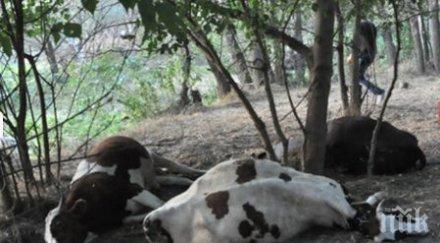 следствието пое случая отровените димитровград крави