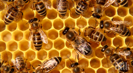 пчеларите искат специално подпомагане