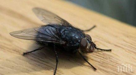 шаш французин взриви дома гонейки муха