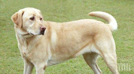 глоби софия непочистващи кучетата парка