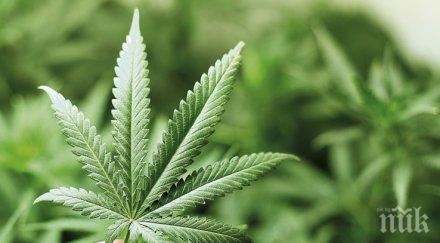 канабис заваля небето тел авив