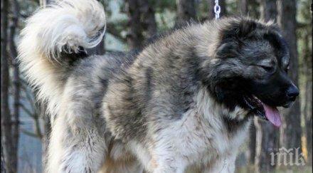 кавказка овчарка нападна нахапа жестоко стопанина асеновград