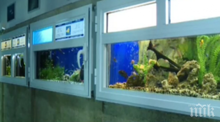 шок мръсотия мъртви риби аквариума варна