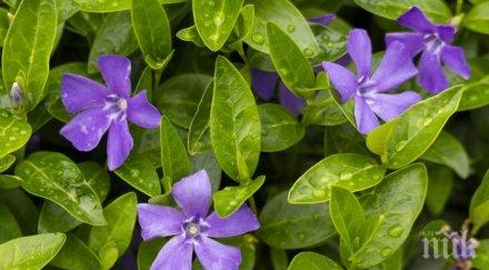 невероятните ползи здравето билката зимзелен