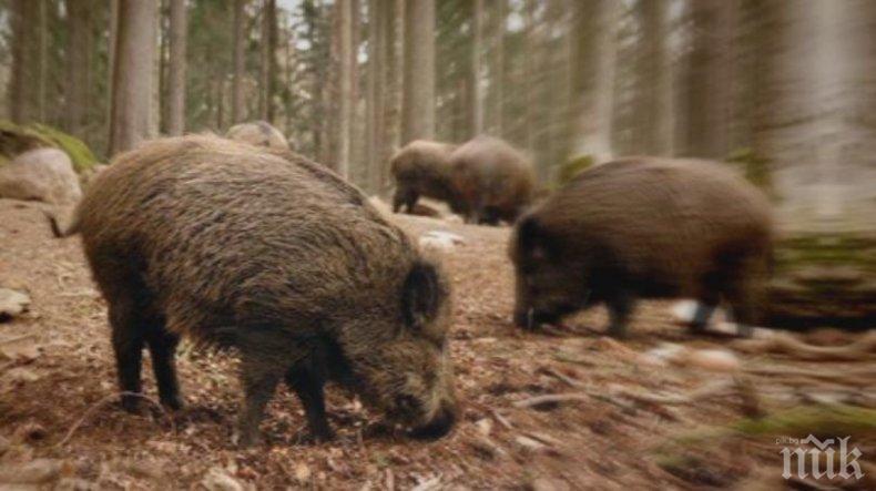 Близо 90 положителни проби за африканска чума по диви свине в Монтанско