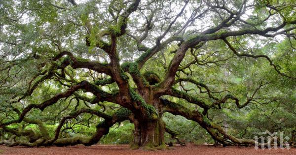 Древен дъб в Италия се оказа на 1000 години