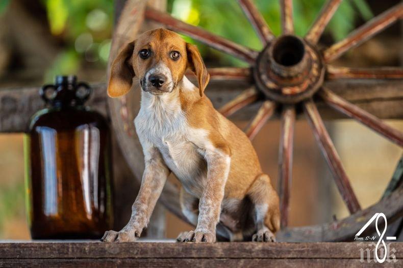 КУЧЕШКА РАДОСТ: Още 22 песа от софийски приюти осиновени в Германия