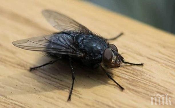 ШАШ: Французин взриви дома си, гонейки муха