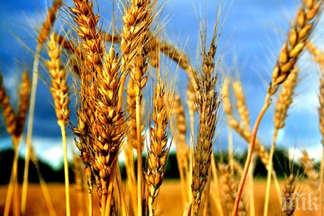 УРОЖАЙ: Добивът на пшеница скочи с 55%