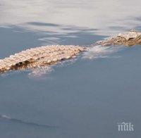 Отново е забелязан крокодил в германска река