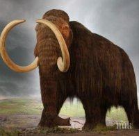 НАХОДКА: Откриха над 100 скелета на мамути при строежа на летище в Мексико