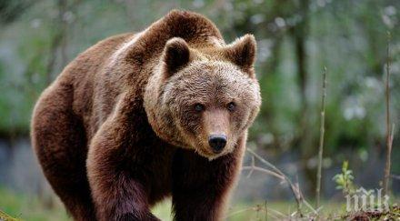 заловиха трети път мечока беглец папийон