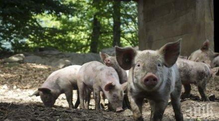 петиция против обгазяването пазарджик свинска тор