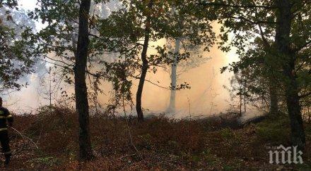 огнен подозират умишлен палеж гората девин