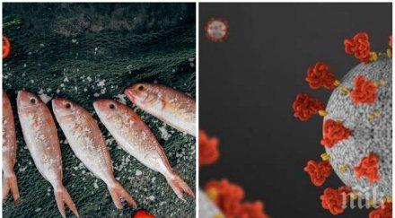 страшно короновирусът налази храната оцелява дни рибата