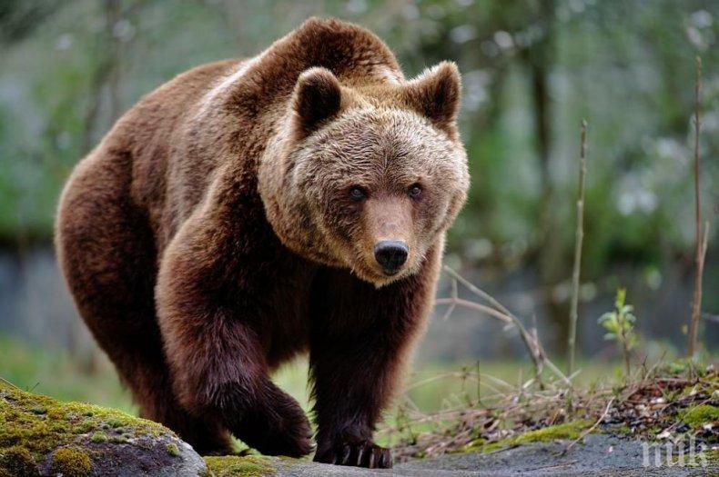 120-килограмов мечок, е бил уловен през нощта в четвъртък в