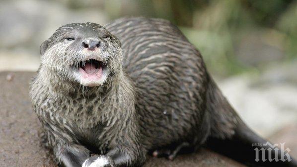 Мъж пробва да пласира препарирана видра, отнесе глоба
