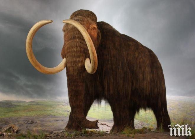 НАХОДКА: Откриха над 100 скелета на мамути при строежа на летище в Мексико