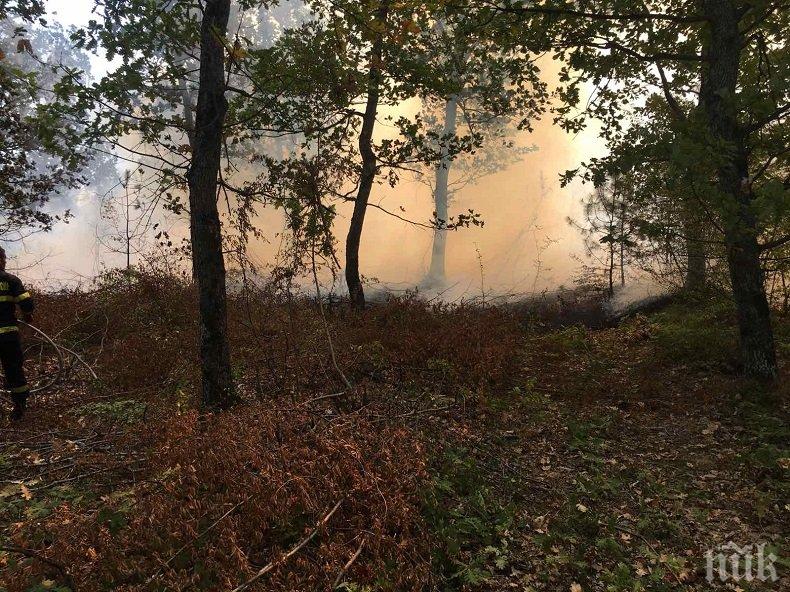ОГНЕН АД: Подозират умишлен палеж на гората над Девин