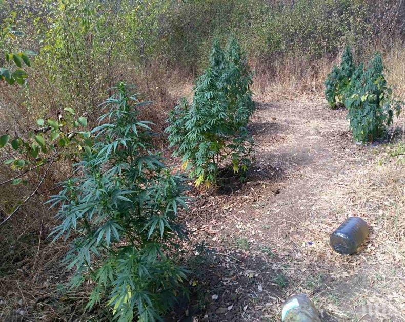 СПЕЦАКЦИЯ: Задържаха мъж с наркоградинка край Свиленград (СНИМКИ)

