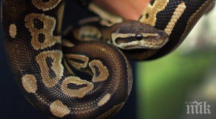 невероятно женски питон снесе яйца без срещала мъжки две десетилетия снимки