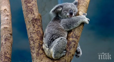 политически трусове австралия заради коалите
