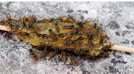 специалисти попаднаха гнездо оси големината двуместна палатка