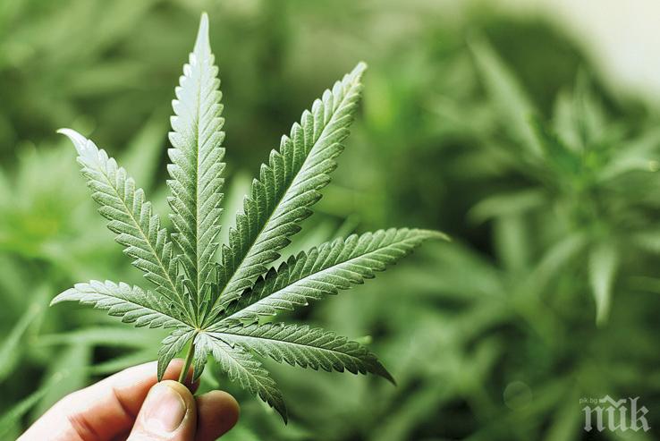 20-годишен се предаде сам на полицията за наркотици 