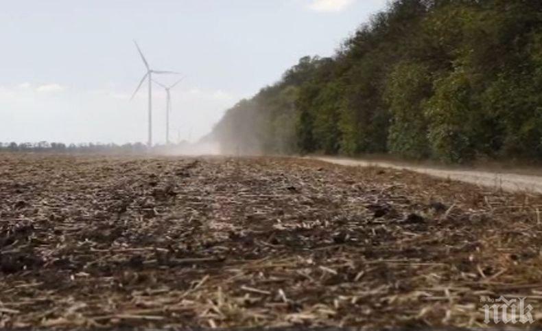 Масово съхнене на полезащитните горски пояси в Добруджа