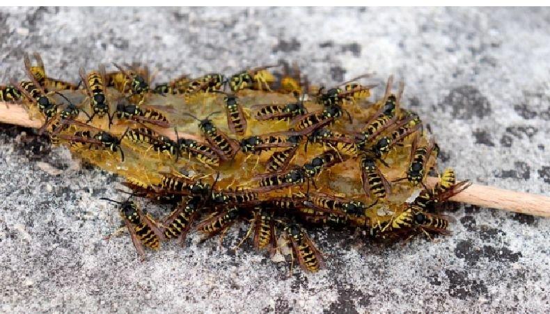 Специалисти попаднаха на гнездо на оси с големината на двуместна палатка