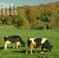 Животновъдите плашат с протести, ако кабинетът не изпълни 6 техни искания