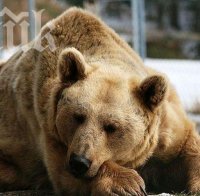 Двама руснаци пребиха мечка в зоопарк – помислили я за преоблечен пазач