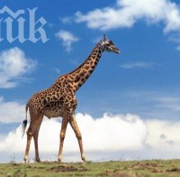 Настаняват жираф при слоновете в софийския зоопарк