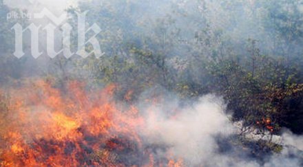 бежанци алжир запалили пожара елховско намерят