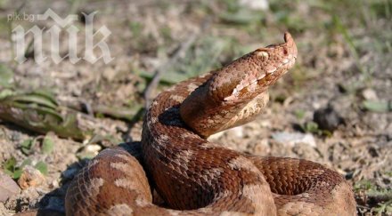 змия ухапа годишна жената реанимация