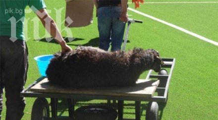 уефа забрани шахтьор караганди коли животни стадиона