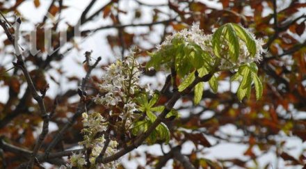 цъфнаха кестените иде люта зима