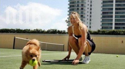 гришо стана бавачка кучето шарапова