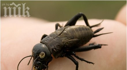 гигантски щурци нападнаха бургас