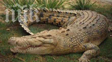 огромен крокодил разкъса годишен мъж австралия