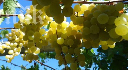 прибираме повече грозде