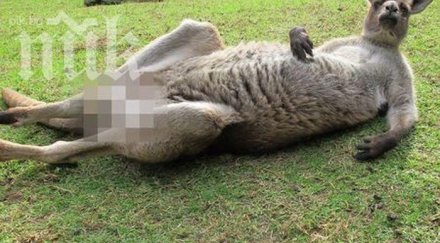 разгонено кенгуру скандализира туристи