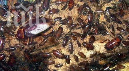 милион хлебарки избягаха развъдник