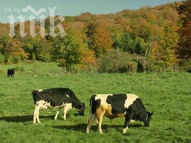 Животновъдите плашат с протести, ако кабинетът не изпълни 6 техни искания