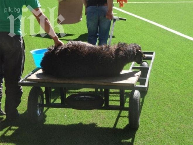 УЕФА забрани на Шахтьор (Караганди) да коли животни на стадиона