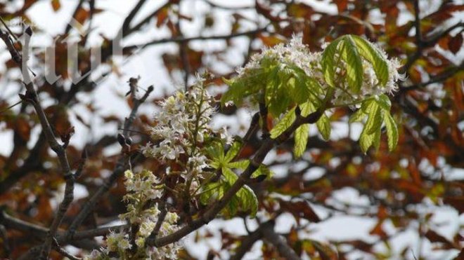 Цъфнаха кестените - иде люта зима