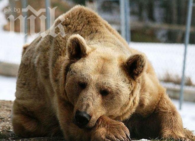 Двама руснаци пребиха мечка в зоопарк – помислили я за преоблечен пазач