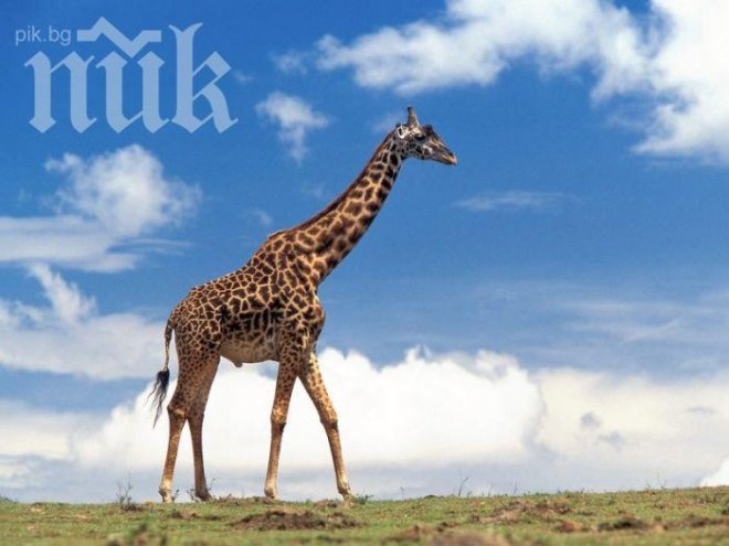 Настаняват жираф при слоновете в софийския зоопарк