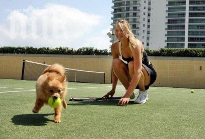 Гришо стана бавачка на кучето на Шарапова